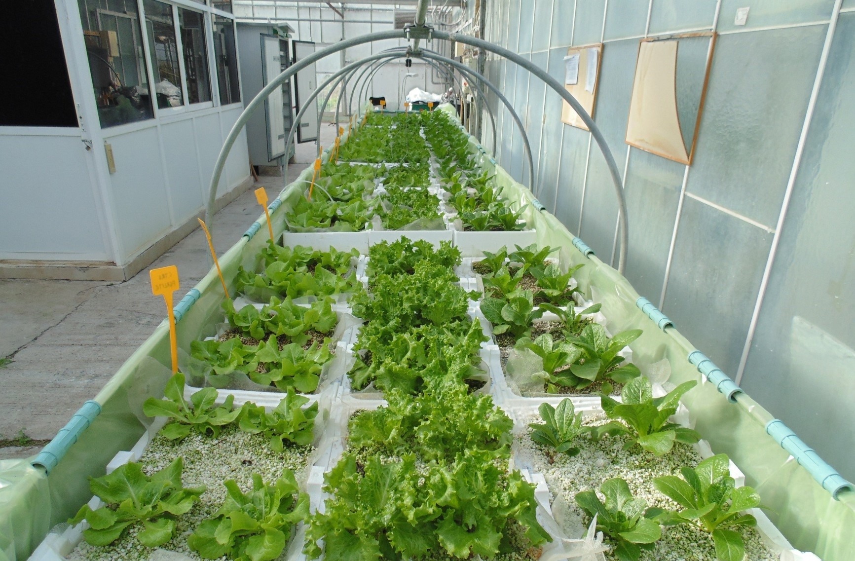 Εισαγωγή και Εφαρμογές σε Καινοτόμες υδροπονικές καλλιέργειες σε θερμοκήπια Διαχείριση και Παραγωγή λαχανοκομικών Προϊόντων