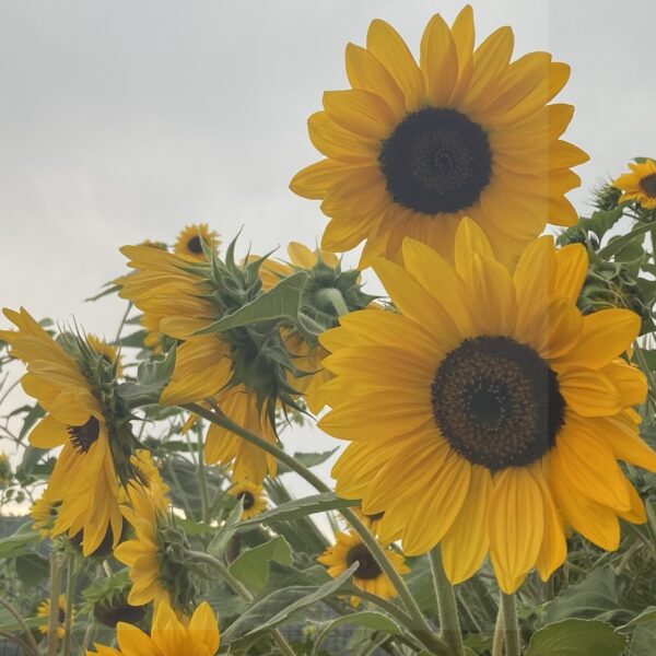 Πρακτικές Διαχείρισης Αποβλήτων