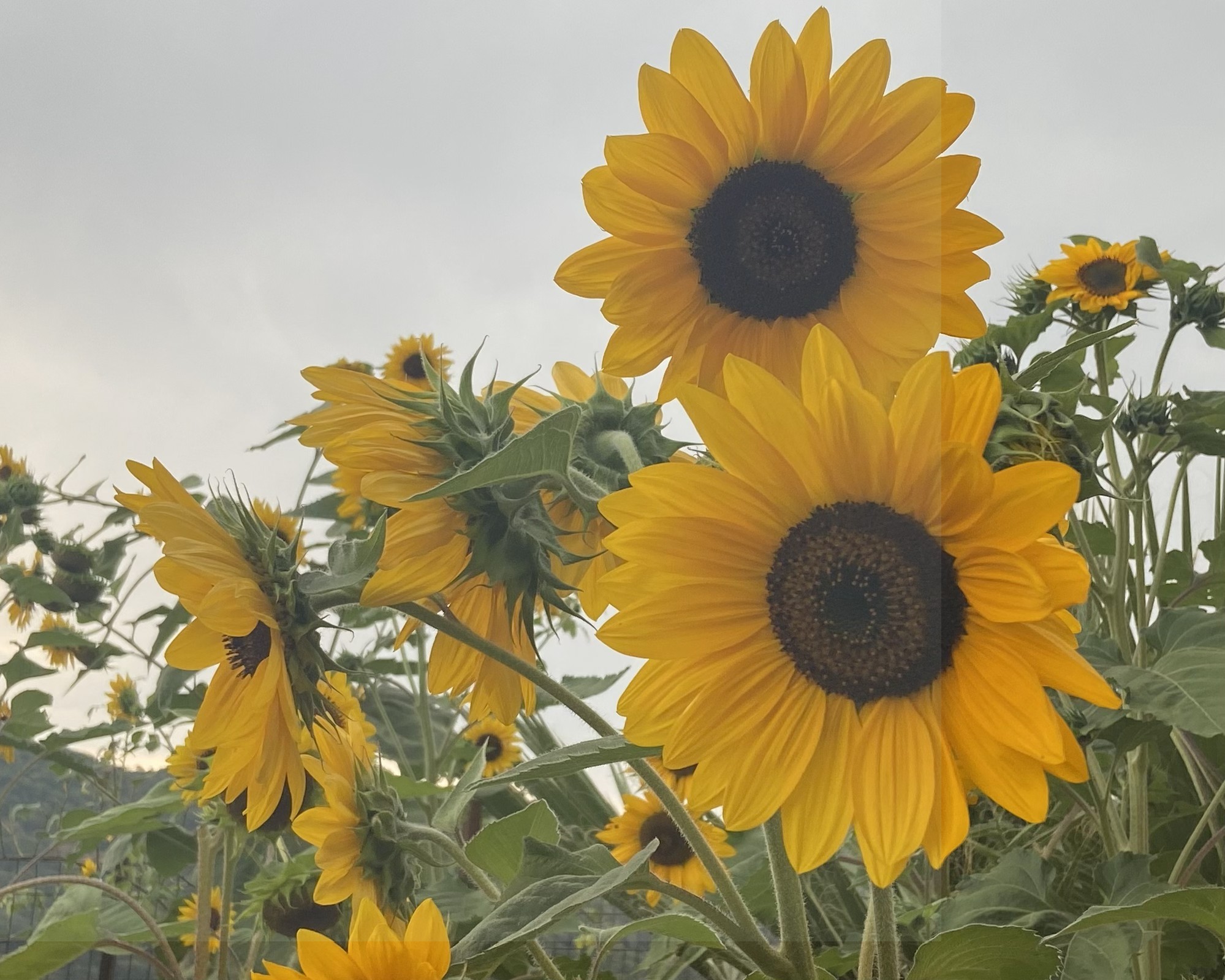 Πρακτικές Διαχείρισης Αποβλήτων
